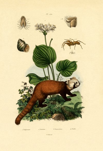 Palp-footed Spider by French School